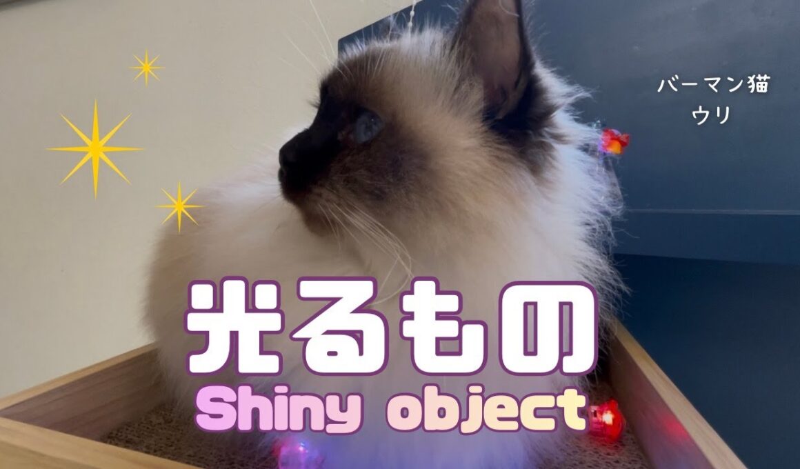 バーマン猫ウリ【光るもの】Shiny object（バーマン猫）Birman/Cat