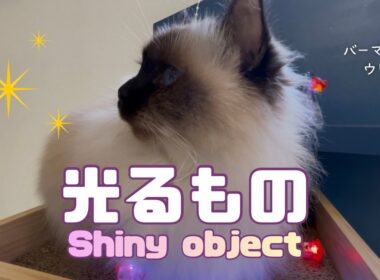 バーマン猫ウリ【光るもの】Shiny object（バーマン猫）Birman/Cat