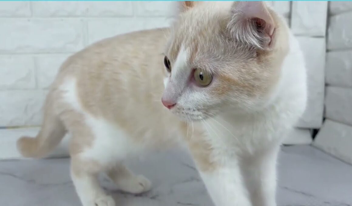 Coo&RIKU　No.00742892 アメリカンカール