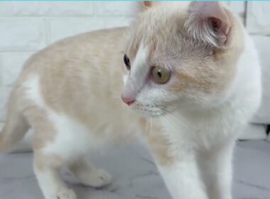 Coo&RIKU　No.00742892 アメリカンカール