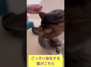 ごっそり抜毛する猫がこちら（ファーミネーター使用）