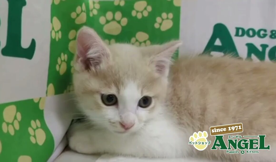 日本猫 2512063 【ペットショップエンゼル　子犬・子猫販売】