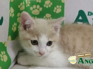 日本猫 2512063 【ペットショップエンゼル　子犬・子猫販売】