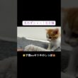 🐱子猫vsキツネのしっぽおもちゃ🦊 #cat  #猫  #ねこ  #保護猫 #cute #猫のいる暮らし #子猫 #kitten  #shorts  #こねこ