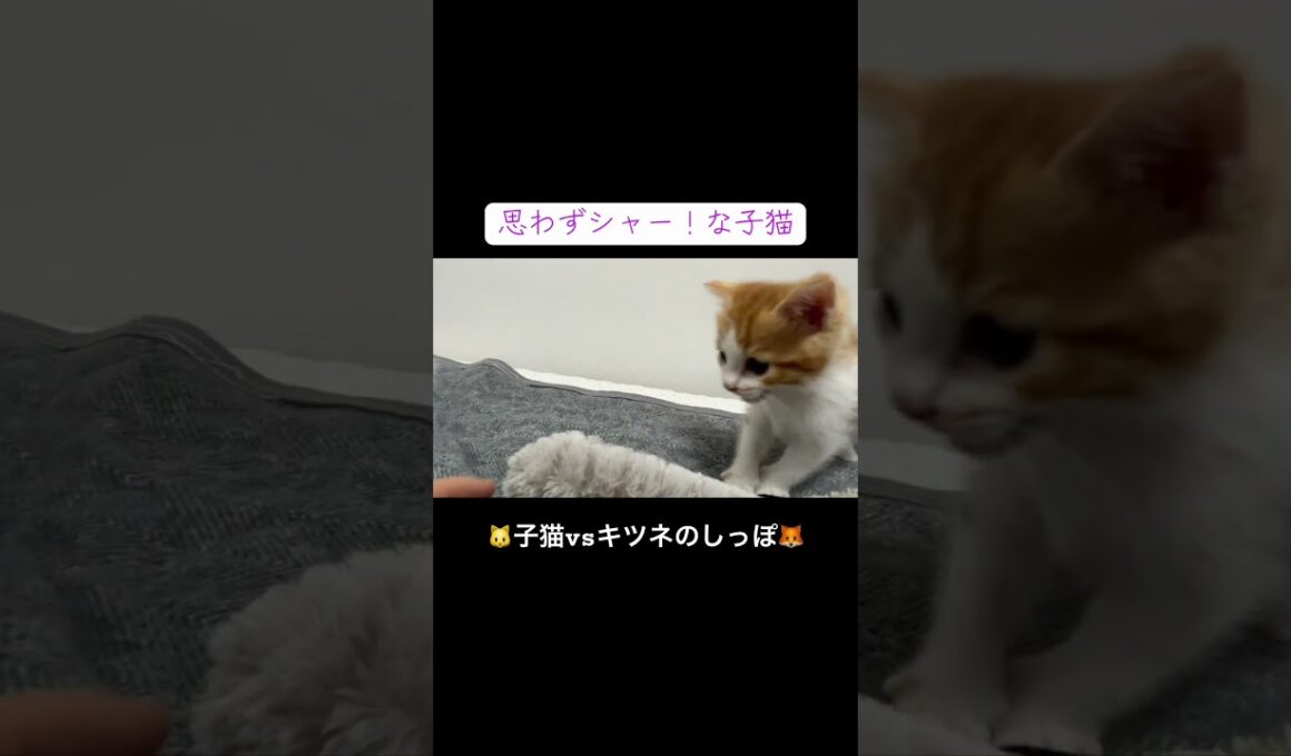 🐱子猫vsキツネのしっぽおもちゃ🦊 #cat  #猫  #ねこ  #保護猫 #cute #猫のいる暮らし #子猫 #kitten  #shorts  #こねこ