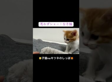 🐱子猫vsキツネのしっぽおもちゃ🦊 #cat  #猫  #ねこ  #保護猫 #cute #猫のいる暮らし #子猫 #kitten  #shorts  #こねこ