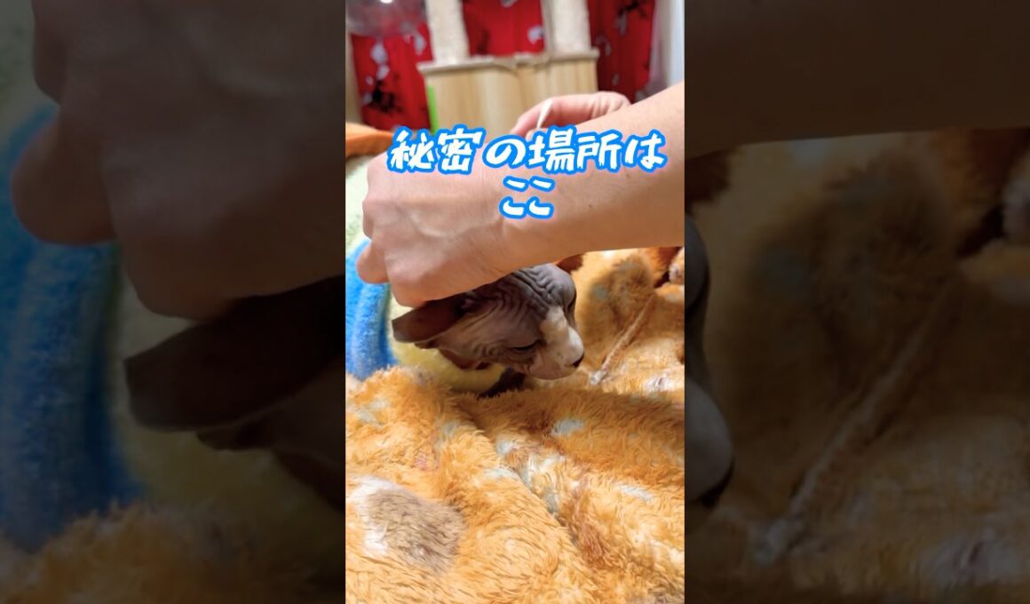 閲覧注意⚠️飼い主だけが知ってるスフィンクス猫チャイの秘密#shorts #cat #lifewithcats #猫 #猫のいる暮らし #sphynx