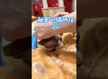 閲覧注意⚠️飼い主だけが知ってるスフィンクス猫チャイの秘密#shorts #cat #lifewithcats #猫 #猫のいる暮らし #sphynx