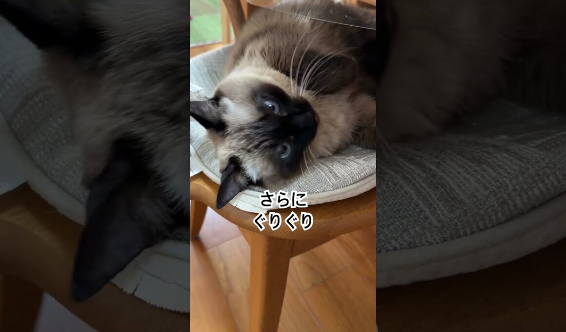 【2026.01.10】今日のシャム猫のふくさん【たぬき猫】 #shorts