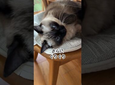 【2026.01.10】今日のシャム猫のふくさん【たぬき猫】 #shorts