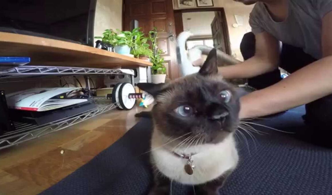 GoPro シャム猫ゴン太を掃除機で掃除 Cat and Vacuum Cleaner