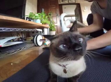 GoPro シャム猫ゴン太を掃除機で掃除 Cat and Vacuum Cleaner