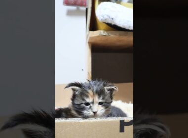 箱から顔を出しているメインクーンのジェニーちゃん