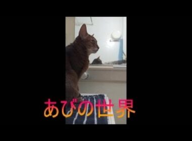 ネコ動画あび＃5638　あびの毎日　アビシニアン　あび