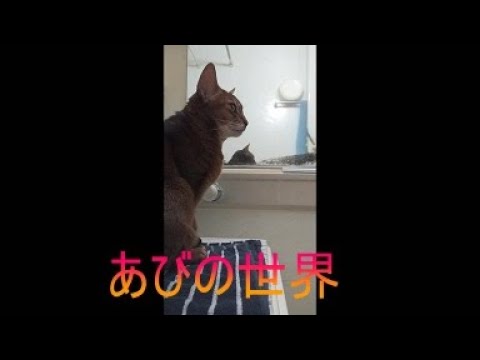 ネコ動画あび＃5638　あびの毎日　アビシニアン　あび