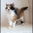 セルカークレックス子猫　Selkirk Rex　2025.5.28産まれ　キャリコ　三毛猫　巻き毛　女の子　シーダキャット猫のお店