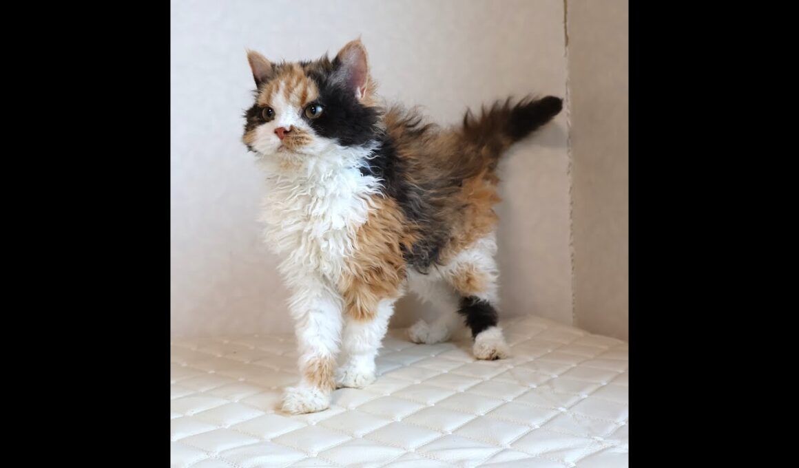 セルカークレックス子猫　Selkirk Rex　2025.5.28産まれ　キャリコ　三毛猫　巻き毛　女の子　シーダキャット猫のお店
