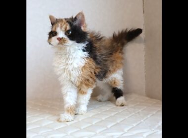 セルカークレックス子猫　Selkirk Rex　2025.5.28産まれ　キャリコ　三毛猫　巻き毛　女の子　シーダキャット猫のお店