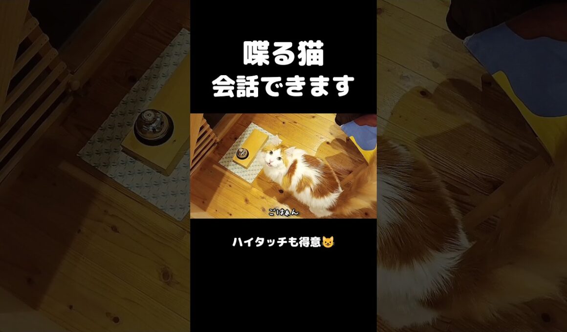 人間と話す猫 #メインクーン #ノルウェージャンフォレストキャット #サイベリアン #大型猫 #猫のいる暮らし #shorts #cat #mainecoon #catshorts​