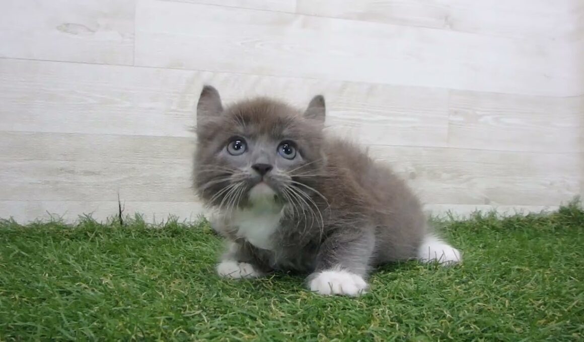 Coo&RIKU　No.00742369 アメリカンカール