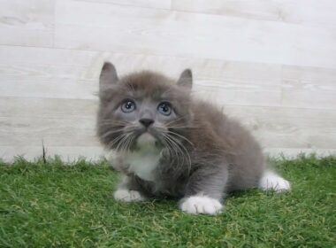 Coo&RIKU　No.00742369 アメリカンカール