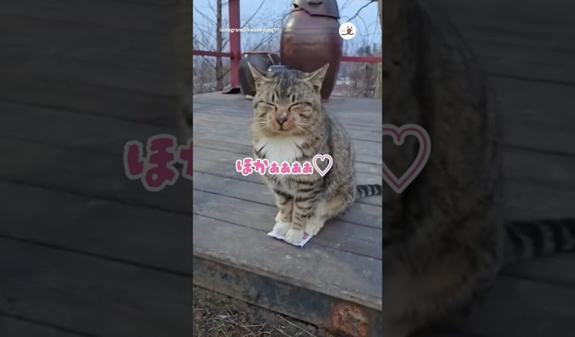 カイロの上の猫さん可愛すぎて無理😭！｜PECO