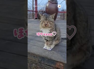 カイロの上の猫さん可愛すぎて無理😭！｜PECO