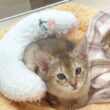 【 アビシニアン 】小柄で甘えん坊な女の子♡