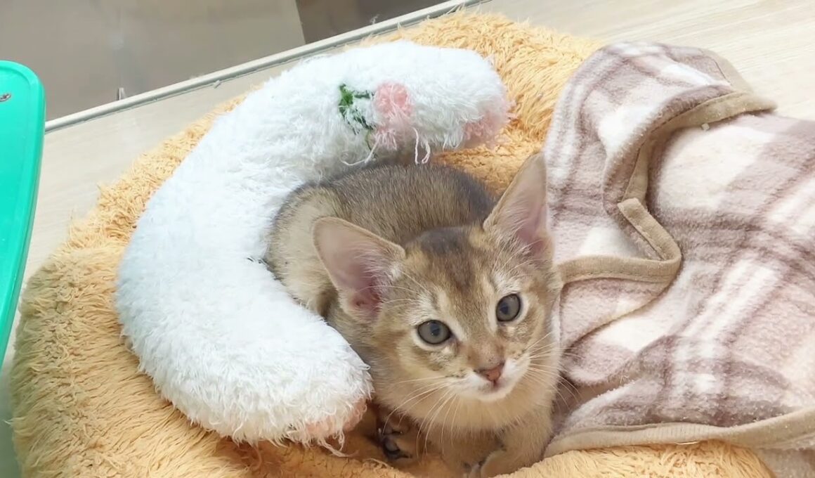 【 アビシニアン 】小柄で甘えん坊な女の子♡