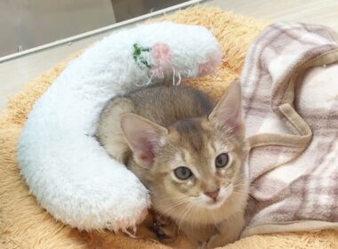 【 アビシニアン 】小柄で甘えん坊な女の子♡