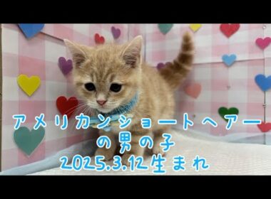 ペットプラザ広島祇園店　アメリカンショートヘアー　2503781