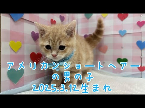 ペットプラザ広島祇園店　アメリカンショートヘアー　2503781