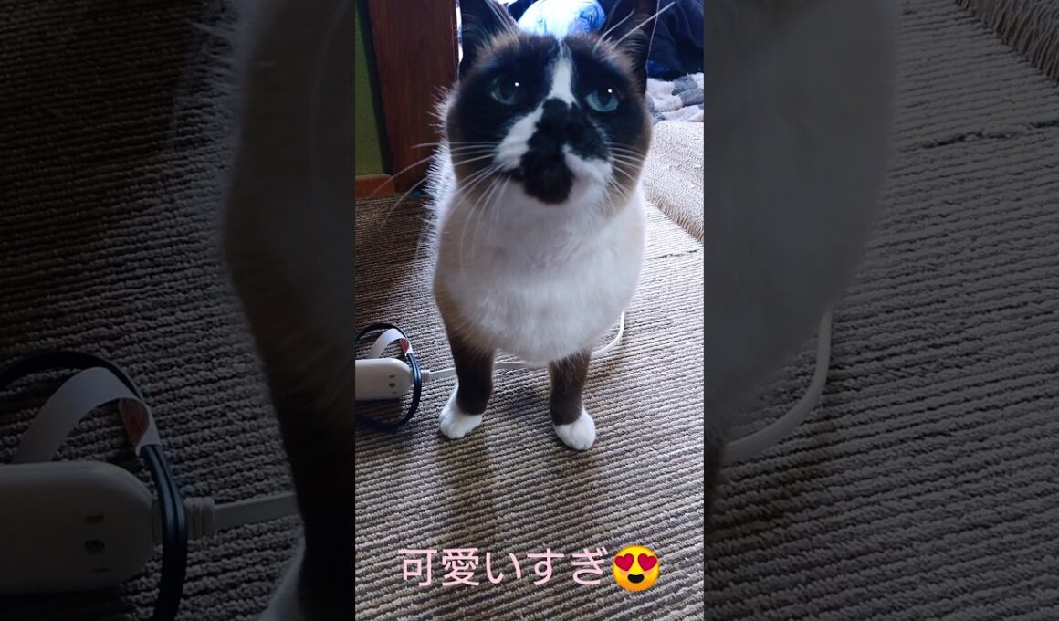 朝のシャム猫さん🐾#猫 #ねこ #cat #Shorts