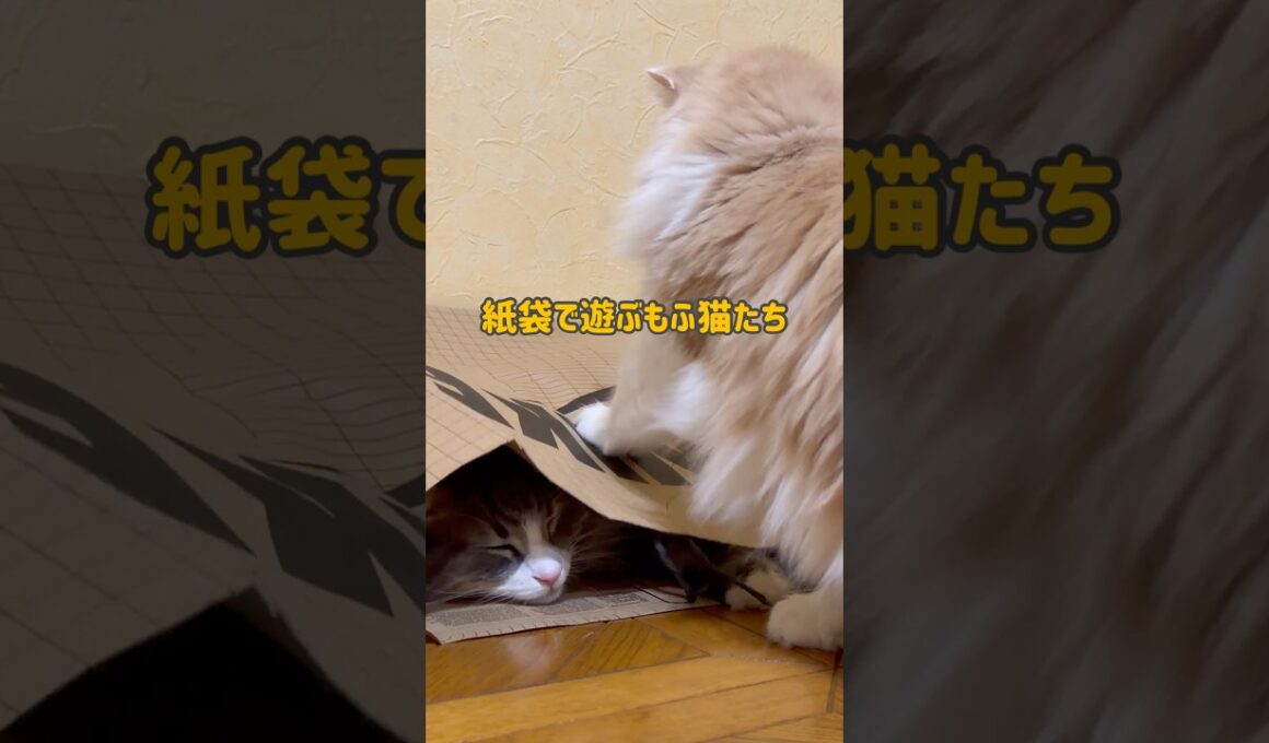 紙袋で遊ぶもふ猫たち❤︎ #ノルウェージャンフォレストキャット #cat #ねこ #shorts