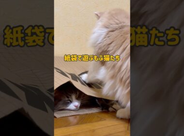 紙袋で遊ぶもふ猫たち❤︎ #ノルウェージャンフォレストキャット #cat #ねこ #shorts