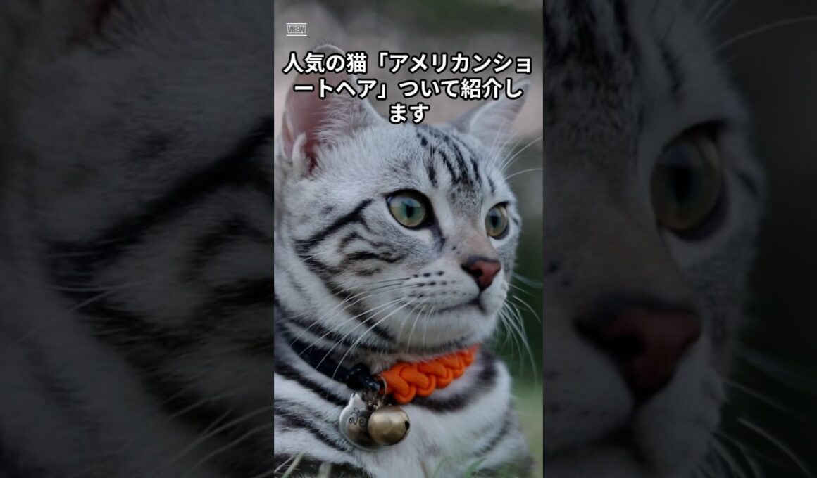 アメリカンショートヘアさん❤❤❤ #動物 #shorts  #雑学