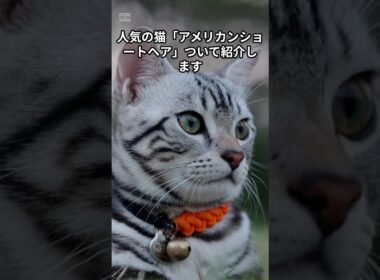 アメリカンショートヘアさん❤❤❤ #動物 #shorts  #雑学