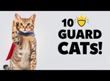 「番猫」のような役割を果たす10種類の猫種