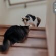 先輩猫に叱られてパヤッパヤになっちゃた子猫【保護子猫】