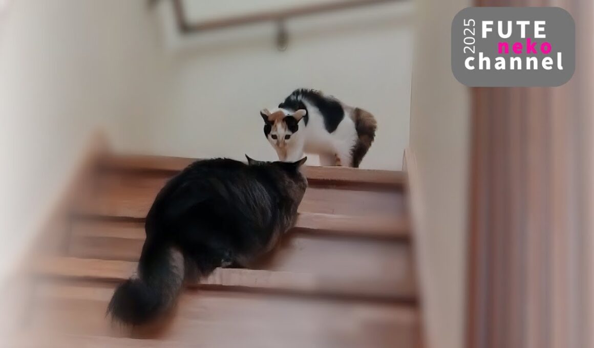 先輩猫に叱られてパヤッパヤになっちゃた子猫【保護子猫】