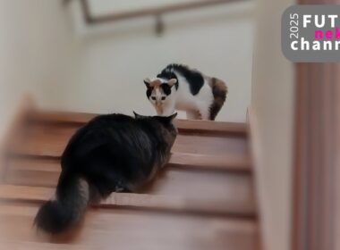 先輩猫に叱られてパヤッパヤになっちゃた子猫【保護子猫】