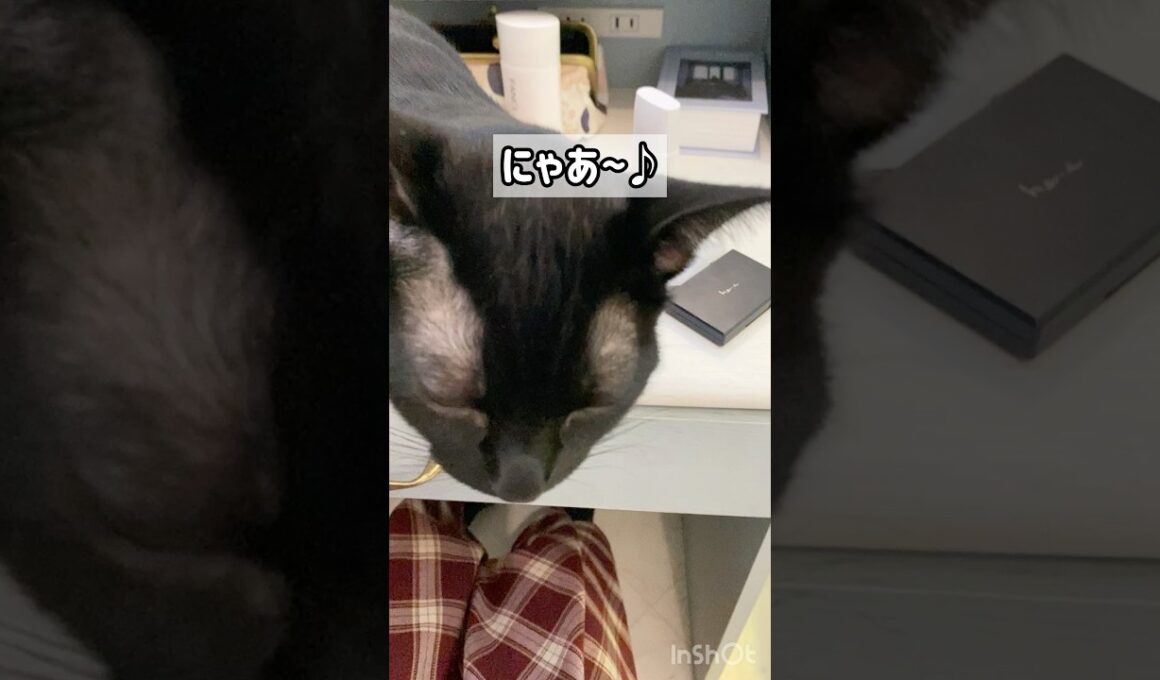 歌う黒猫ボンベイ　#子猫 #ねこ #ねこのいる生活 #ねこのいる暮らし #cat #かわいい #癒やし #猫好きさんと繋がりたい #猫