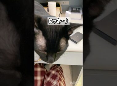 歌う黒猫ボンベイ　#子猫 #ねこ #ねこのいる生活 #ねこのいる暮らし #cat #かわいい #癒やし #猫好きさんと繋がりたい #猫