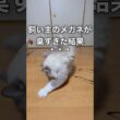 飼い主のメガネが臭すぎた結果、、、 #cat #猫 #ラグドール #ragdolls #猫　砂かけ