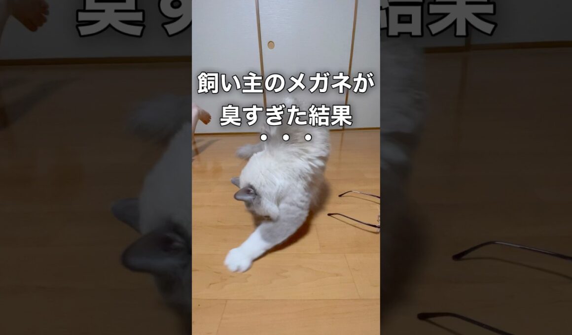 飼い主のメガネが臭すぎた結果、、、 #cat #猫 #ラグドール #ragdolls #猫　砂かけ