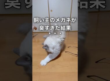 飼い主のメガネが臭すぎた結果、、、 #cat #猫 #ラグドール #ragdolls #猫　砂かけ