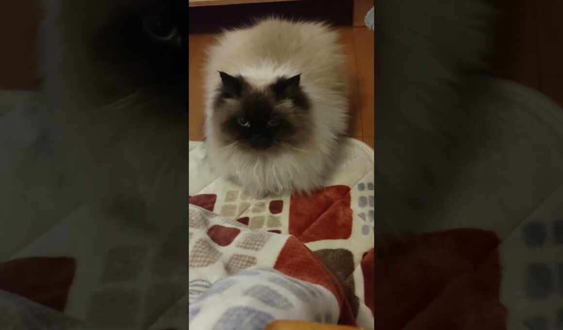 まだかなぁ　#ヒマラヤン #ねこ　#猫　#cat 　#甘えん坊　#アメリカンショートヘア 　#アメショ