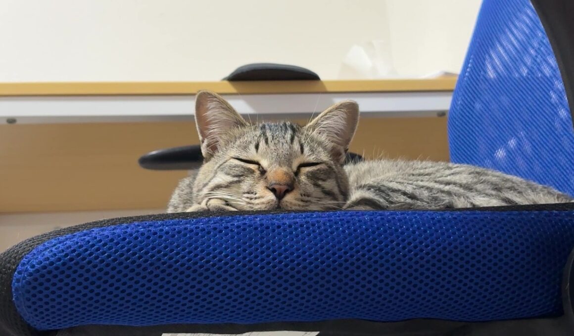 【保護猫】悲報！子猫の子猫感がなくなってきました～新年あけましておめでとうございます