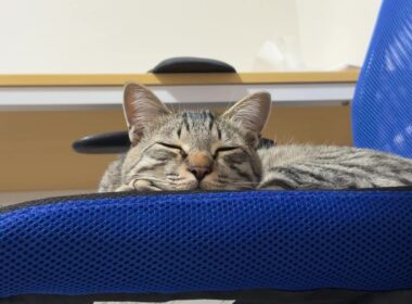 【保護猫】悲報！子猫の子猫感がなくなってきました～新年あけましておめでとうございます