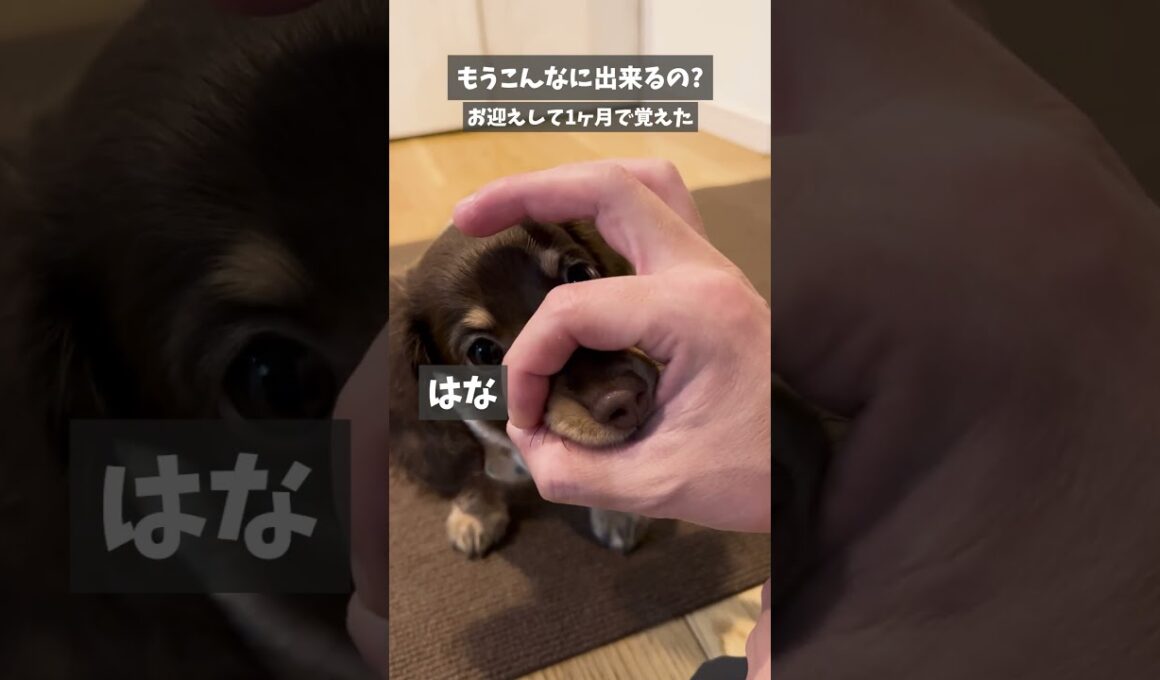 もうこんなに出来るの？お迎えして1ヶ月で覚えた#ミニチュアダックスフンド#ちゃちゃまるの短足ファミリー